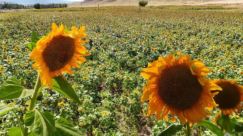 Erzincan'da ayçiçeği üretiminde büyük artış: Ekim alanları yüzde 50 genişledi