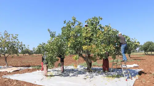 Kilis'te boz Antep fıstığı hasadı başladı: Üreticiler iş başında