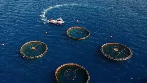 Doğu Karadeniz'den 22 ülkeye su ürünü ihracatı yapıldı