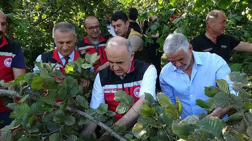 Ordu'da fındık hasadı coşkuyla başladı