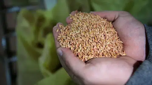 Türkiye tohumculukta Asya ve Avrupa'nın köprüsü oluyor