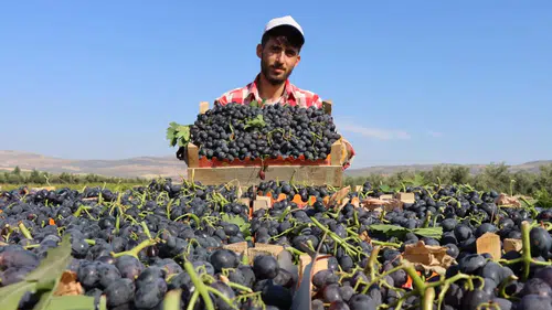 Kilis'te horoz karası üzüm hasadı başladı