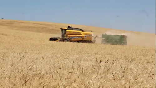 Karadeniz'deki jeopolitik gelişmeler buğday fiyatlarını etkiliyor