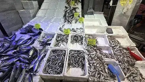 Karadeniz'de palamut bolluğu Rize'deki balıkçı tezgahlarına yansıdı