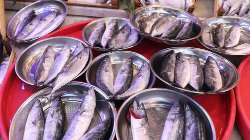 Karadeniz'de palamut bolluğu tezgahları hareketlendirdi