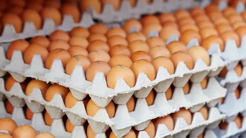 Yumurta fiyatlarında denge sağlandı: Üreticiler umutlu