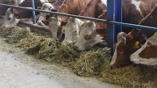 Yerli hayvan varlığı artıyor, ithalat ihtiyacı azalıyor