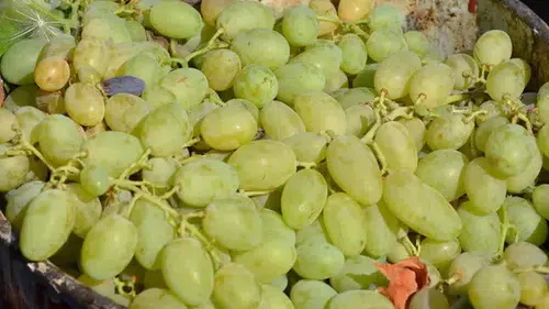 Adıyaman'da peygamber üzümü hasadı başladı: Üreticiler umutlu
