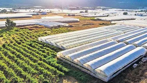 Silopi Sera Organize Tarım Bölgesi'nde kadın istihdamı ve ekonomik katkı sevinci