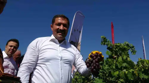 Hatay'da üzüm hasadı başladı: 85 bin ton rekolte hedefleniyor