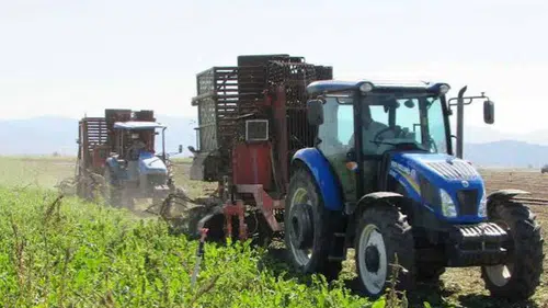 Gaziantep'te 9 bin 234 dönüm alanda şeker pancarı hasadı devam ediyor
