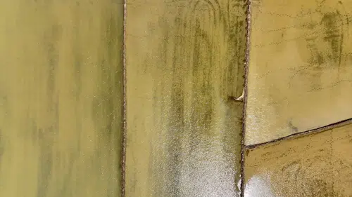 Samsun'da çeltik ekim alanları her geçen yıl artıyor