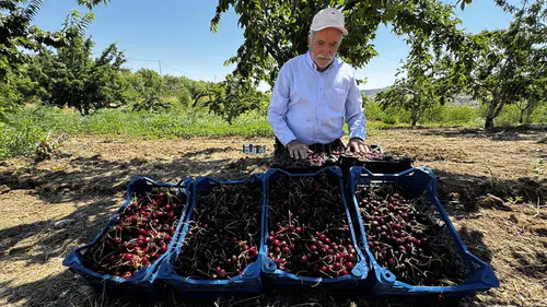 Elazığ'da 7 bin 200 dekar alanda kiraz hasadı devam ediyor