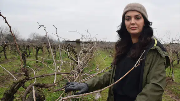Manisa'da Üzüm Bağlarında Budama Çalışmaları