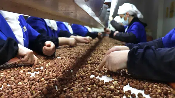 Giresun'da İhracatın Yarısından Fazlası Kadın Eliyle: İşte 81 İlin Kadın Emeği Karnesi!