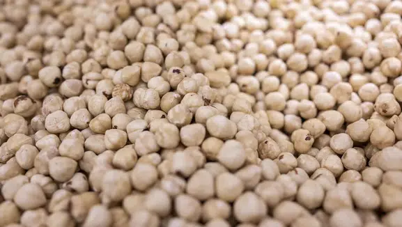 Dünyanın fındık ambarı Karadeniz: 69 ülke Türk fındığı için sıraya girdi!