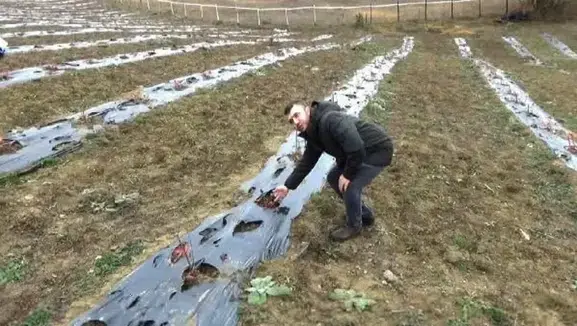 Eflani'de aronya üretimi ailenin sağlıklı yaşamına destek oluyor
