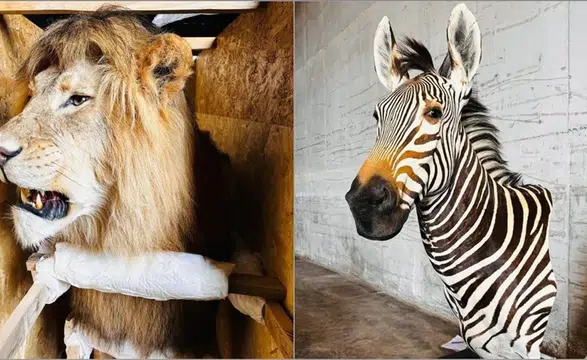 “Trabzon Limanı’nda Şok Baskın: Kaçak Yaban Hayvanları Arasında Su Aygırı ve Timsah da Var”