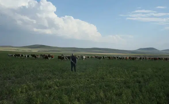 Tarım ve Orman Bakanlığı: Erken otlatma verimi düşürüyor, mera korunuyor