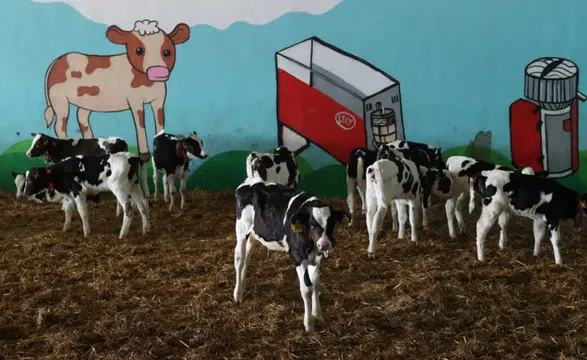 Günde 16 ton hedefine doğru: Dijital hayvancılıkta ezber bozan başarı