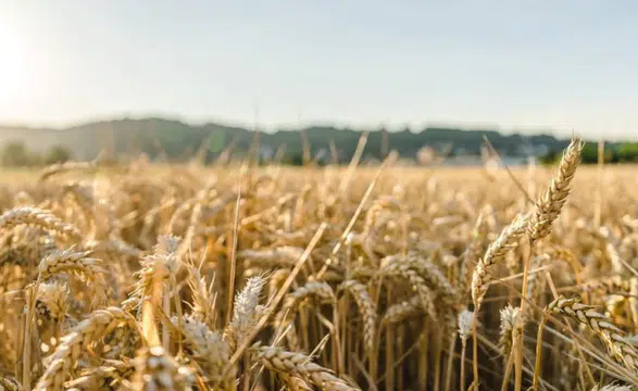 Aşırı sıcaklar üretim tahminlerini altüst etti