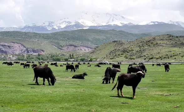 Kayseri’den dev hayvancılık hamlesi: Sürülerin sayısı katlanarak artıyor