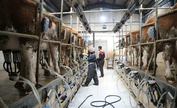 Bakanlıktan süt üreticisine 24,6 milyar TL’lik rekor destek