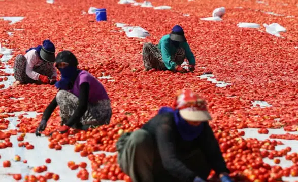 Türkiye kurutulmuş domates ihracatında önemli başarı elde etti