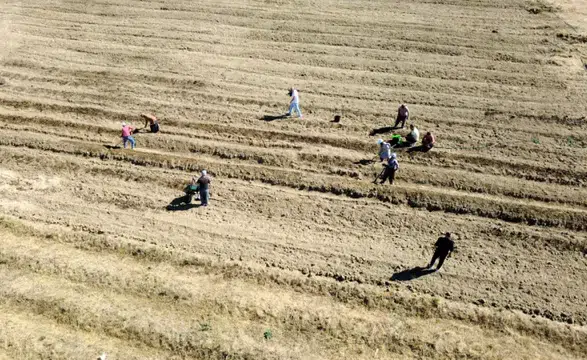 Karabük'te safran soğanı ekimi 2027 hedefiyle başlatıldı