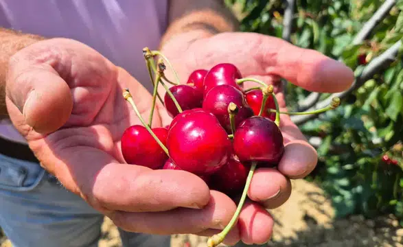 Kiraz hasadı bu yıl yüksek rekolte ve kalite ile dikkat çekiyor
