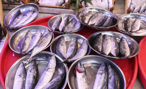 Karadeniz'de palamut bolluğu tezgahları hareketlendirdi