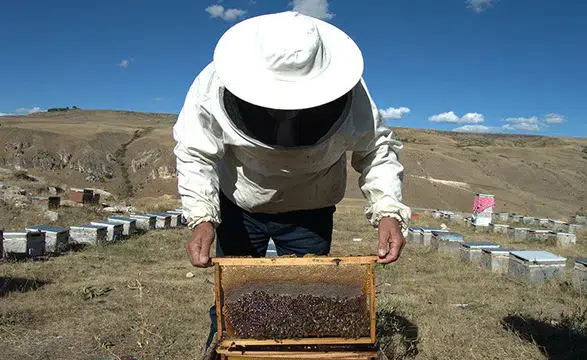 Erzurum'un yaylalarındaki arılar, organik bal üreterek yolculuk yapıyorlar