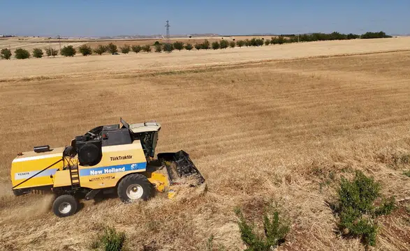 Adıyaman'da ilk kez ekilen çörek otunda yüksek verim