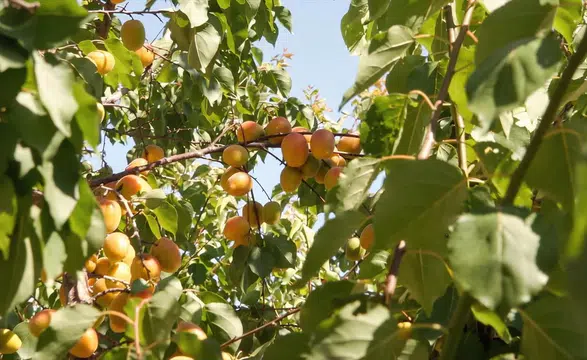 Mersin'de tescilli mut kayısısında rekolte beklentisi 250 bin ton