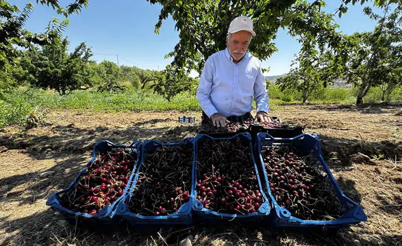 Elazığ'da 7 bin 200 dekar alanda kiraz hasadı devam ediyor