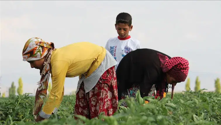 “Tarımda maaşlar sert yükseldi: İşçi ücretleri yüzde 40’a yakın arttı”