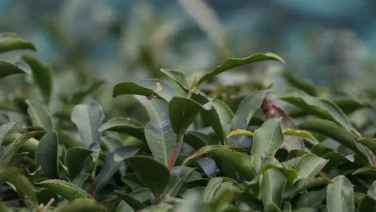 Türk çay ihracatında güçlü artış: gelir yüzde 38 yükseldi