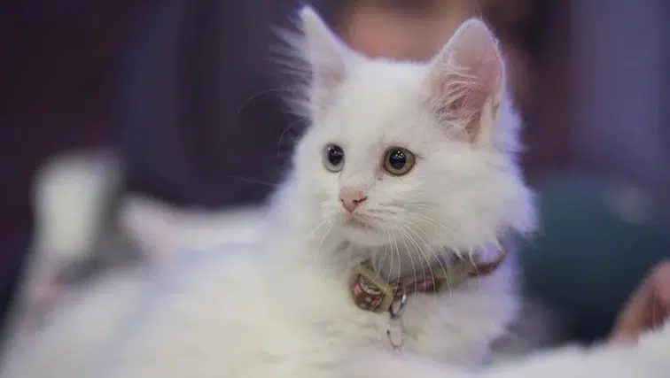 Mart ayının zam şampiyonu belli oldu: Pati dostlarının giderleri katlandı!