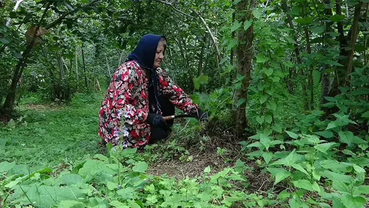 Giresun'da fındık üreticileri gece nöbeti tutuyor