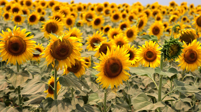 Yerli Ayçiçeği Üretimi İçin Gümrük Vergisi Düzenlemesi