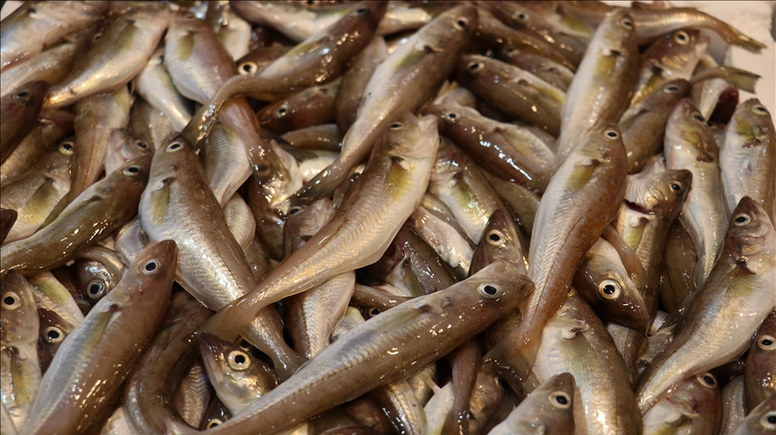 Trabzon'da Balık Sezonu Hareketli Başladı