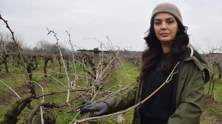 Manisa'da Üzüm Bağlarında Budama Çalışmaları