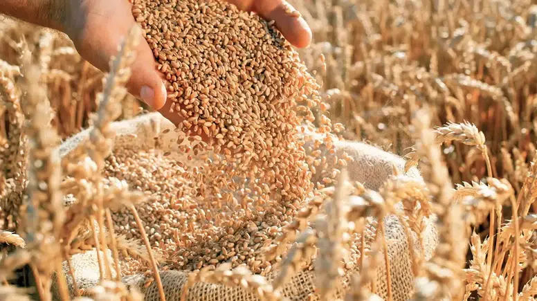 Tohumculukta hedef ilk 5 ülke arasına girmek için adım atılıyor