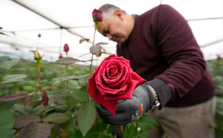 Menderes'te Sevgililer Günü Hazırlıkları Başladı