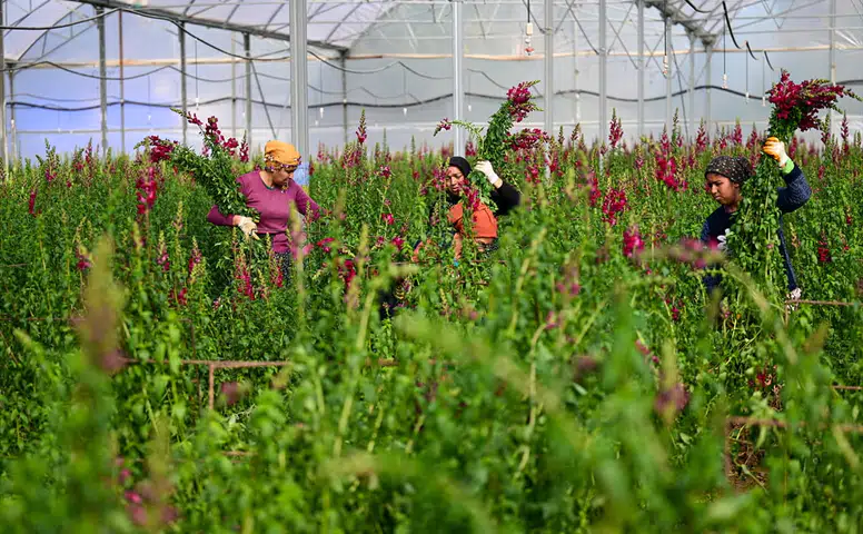 Kesme Çiçek İhracatında Aslanağzı Çiçeği Dikkat Çekiyor