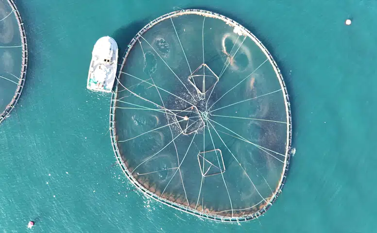 Ordu'da Kafes Balıkçılığında 2025 Üretim Rakamları