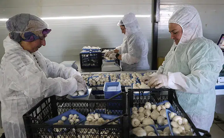 Devlet desteğiyle büyük başarı: Nevşehir’de günde 2 ton mantar üretimi