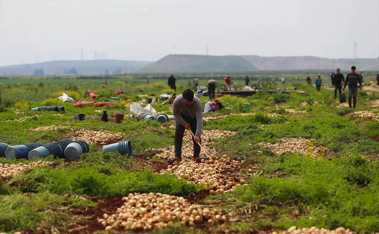 Reyhanlı’da bereket fışkırıyor: 122 bin tonluk dev hasat başladı!