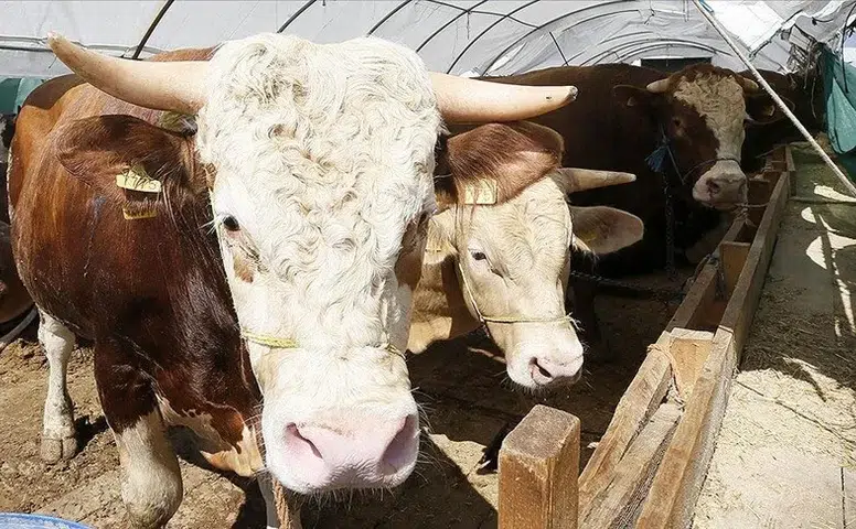 Tarım ve Orman Bakanlığından Kurban Bayramı öncesi sıkı denetim ve salgın önlemi!