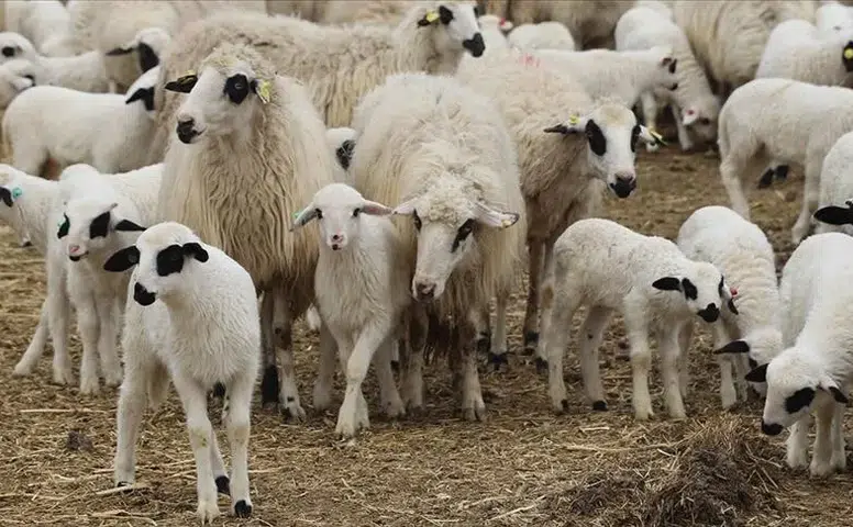 Amasya'da dev küçükbaş satışı: 600 Bafra ırkı yeni sahibini bekliyor!
